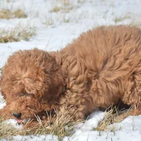 Eva Mini GD FM 2-5, a female Miniature Goldendoodle for sale in Kendallville, IN – Photo 5 of 9