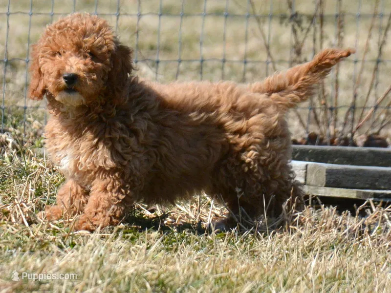 Eva Mini GD FM 2-5 – Miniature Goldendoodle puppy for sale in Kendallville, IN