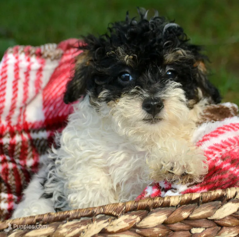 Betty MBD FM4 – Bernedoodle puppy for sale in Kendallville, IN