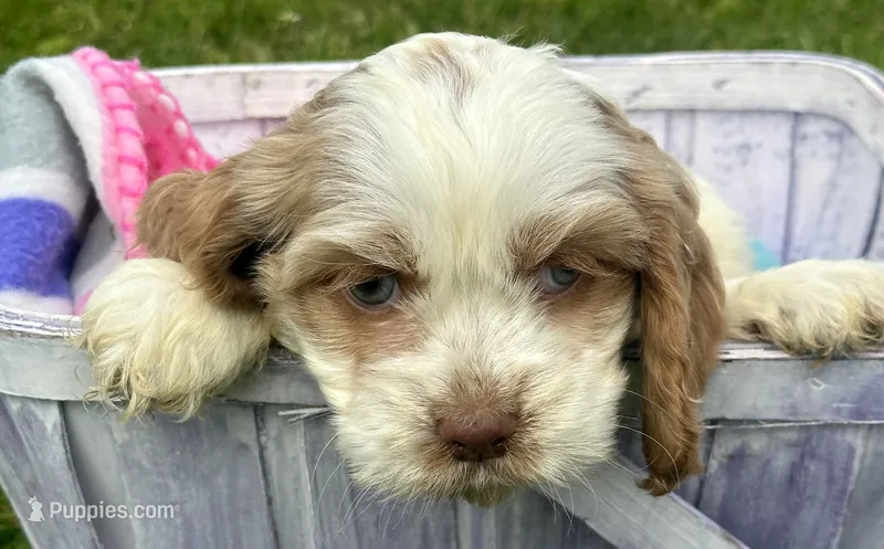 Carla Mini CP F2 – Cockapoo puppy for sale in Kendallville, IN