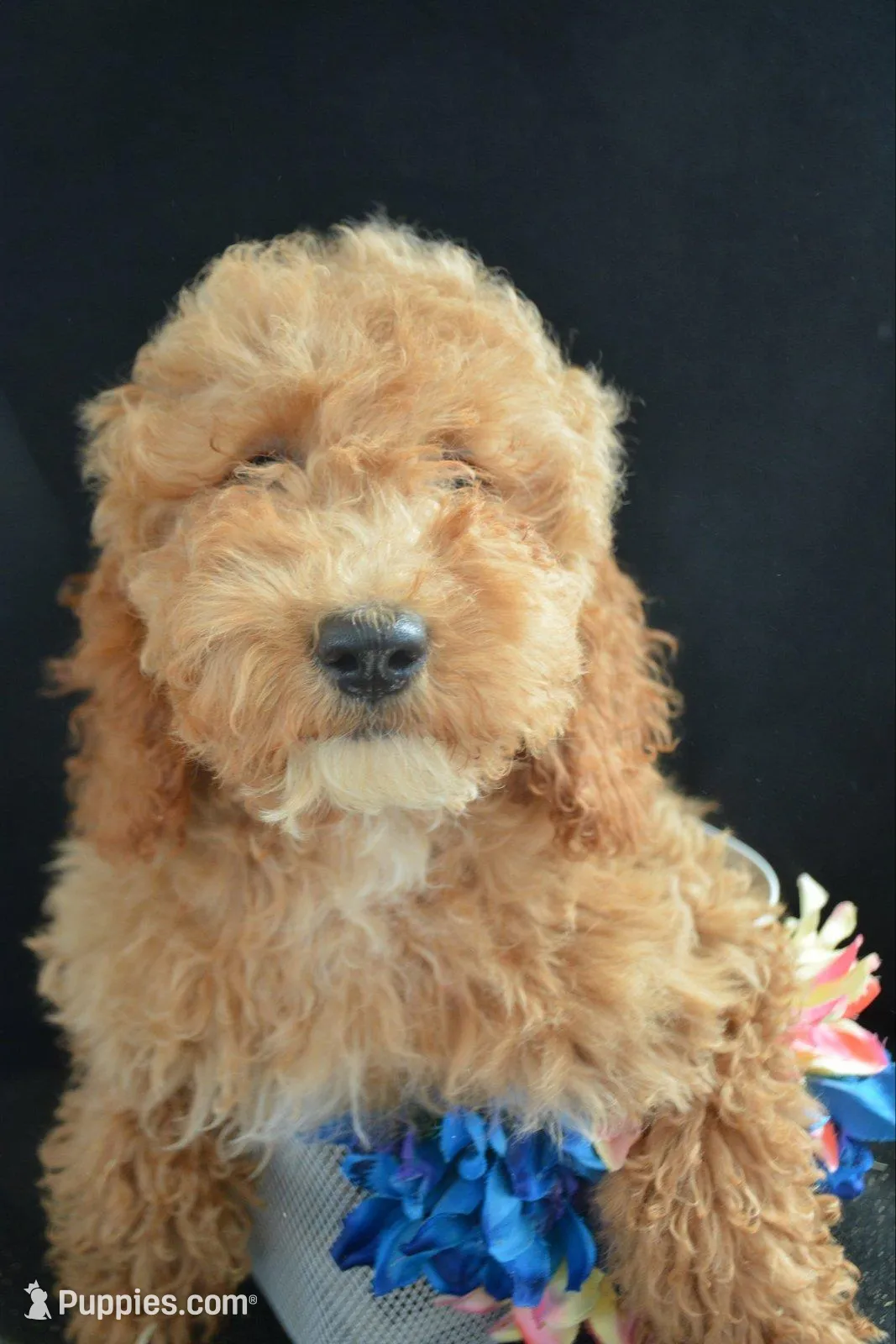Eva Mini GD FM 2-5, a female Miniature Goldendoodle for sale in Kendallville, IN – Photo 2 of 9