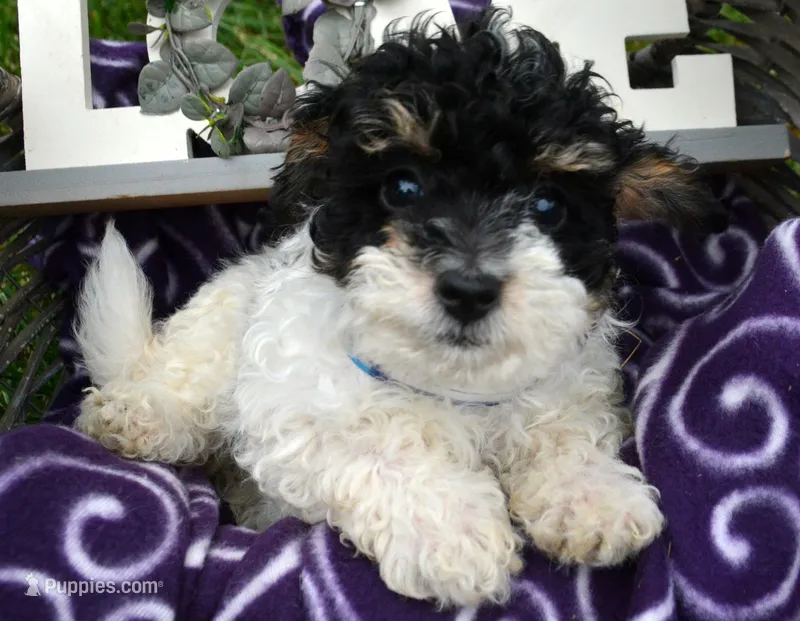 Betty MBD FM4 – Bernedoodle puppy for sale in Kendallville, IN