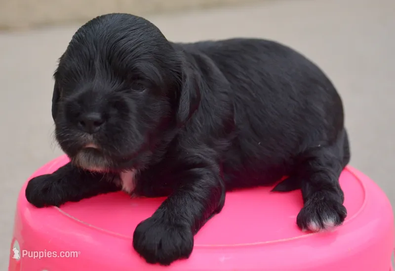 Ally Mini Cockapoo F4 – Cockapoo puppy for sale in Kendallville, IN