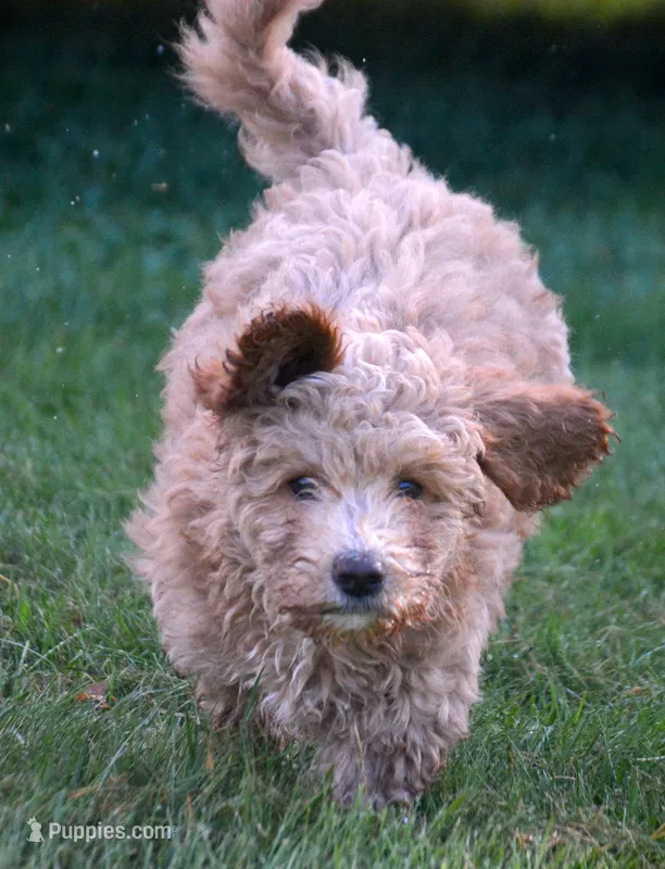 Cain Cavapoo ML3-1 – Cavapoo puppy for sale in Kendallville, IN
