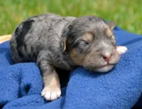 Barbie MBD FM7, a male Bernedoodle for sale in Kendallville, IN – 1 of 2