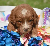 Coco Cavapoo M4, a male Cavapoo for sale in Kendallville, IN – 2 of 2