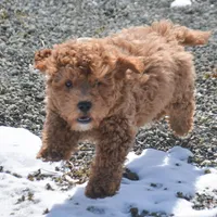 Eddie Mini GD ML 2, a male Miniature Goldendoodle for sale in Kendallville, IN – Photo 5 of 9