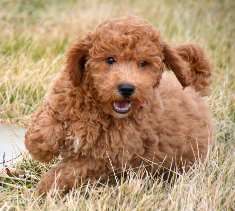 Eddie Mini GD ML 2, a male Miniature Goldendoodle for sale in Kendallville, IN – Photo 1 of 4