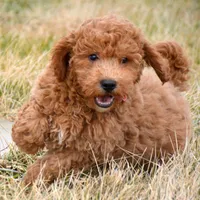 Eddie Mini GD ML 2, a male Miniature Goldendoodle for sale in Kendallville, IN – Photo 6 of 9