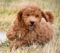 Eddie Mini GD ML 2, a male Miniature Goldendoodle for sale in Kendallville, IN – Photo 1 of 4