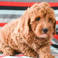 Eddie Mini GD ML 2, a male Miniature Goldendoodle for sale in Kendallville, IN – Photo 9 of 9