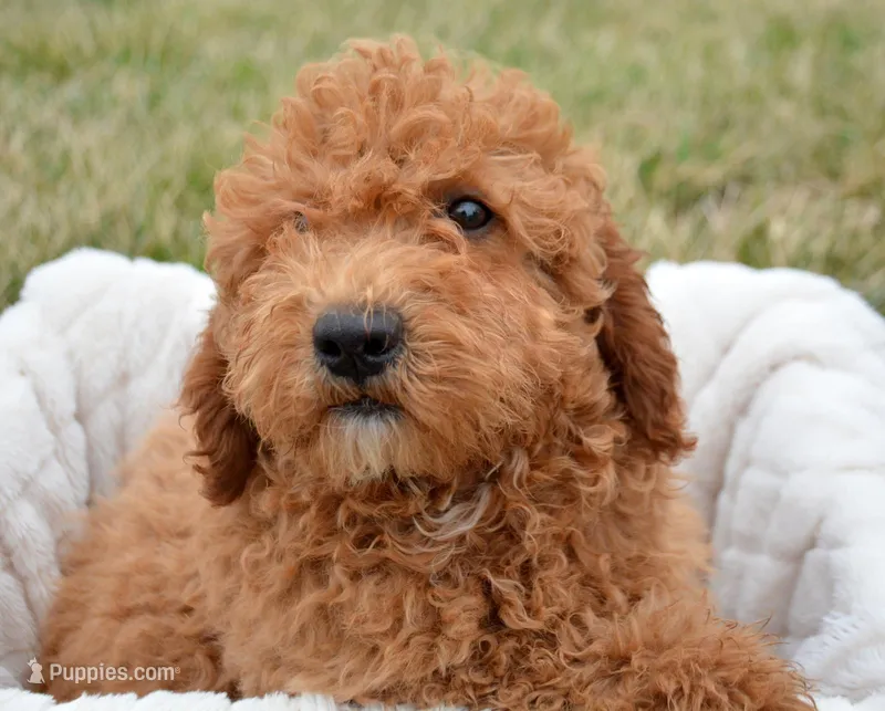 Eddie Mini GD ML 2 – Miniature Goldendoodle puppy for sale in Kendallville, IN