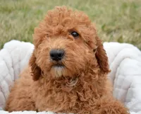 Eddie Mini GD ML 2, a male Miniature Goldendoodle for sale in Kendallville, IN – Photo 3 of 9