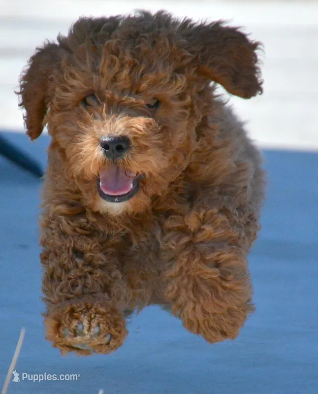 Eddie Mini GD ML 2 – Miniature Goldendoodle puppy for sale in Kendallville, IN