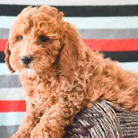 Eddie Mini GD ML 2, a male Miniature Goldendoodle for sale in Kendallville, IN – Photo 8 of 9