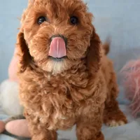 Eddie Mini GD ML 2, a male Miniature Goldendoodle for sale in Kendallville, IN – Photo 7 of 9