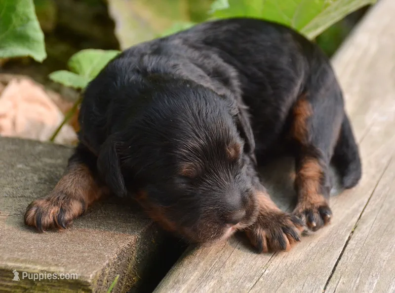 Ariel Mini Cockapoo F2 – Cockapoo puppy for sale in Kendallville, IN