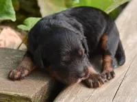 Ariel Mini Cockapoo F2, a male Cockapoo for sale in Kendallville, IN – 1 of 2