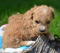 Maddie Maltipoo Fm 5, a female Maltipoo for sale in Kendallville, IN – 2 of 2