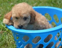 Chris Cavapoo M2, a male Cavapoo for sale in Kendallville, IN – 2 of 8