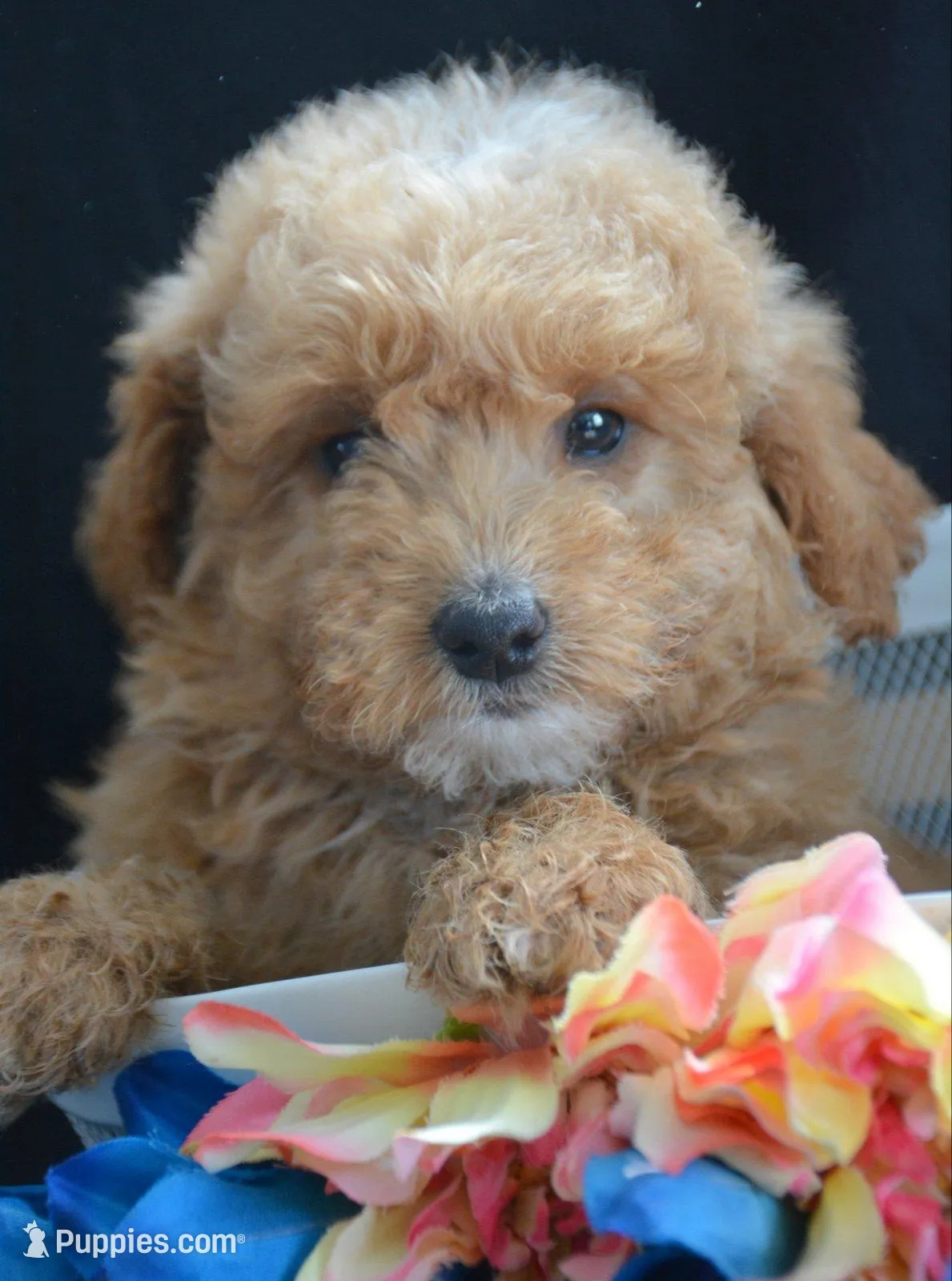 Darcy Micro GD FM 4 – Miniature Goldendoodle puppy for sale in Kendallville, IN
