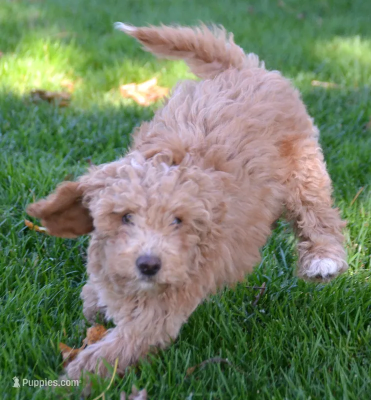 Cain Cavapoo ML3-1 – Cavapoo puppy for sale in Kendallville, IN