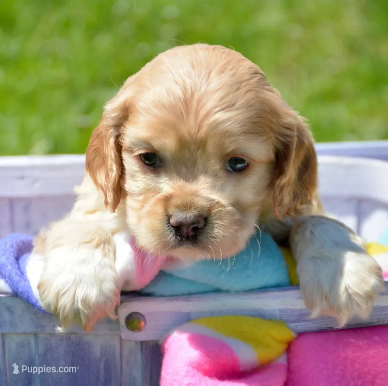 Chrissy Mini CP F3 – Cockapoo puppy for sale in Kendallville, IN