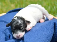 Betty MBD FM4, a male Bernedoodle for sale in Kendallville, IN – 2 of 2