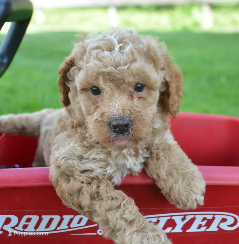 Cain Cavapoo ML3-1 – Cavapoo puppy for sale in Kendallville, IN