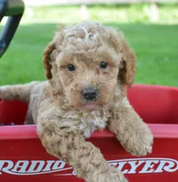 Cain Cavapoo ML3-1, a male Cavapoo for sale in Kendallville, IN – 3 of 7