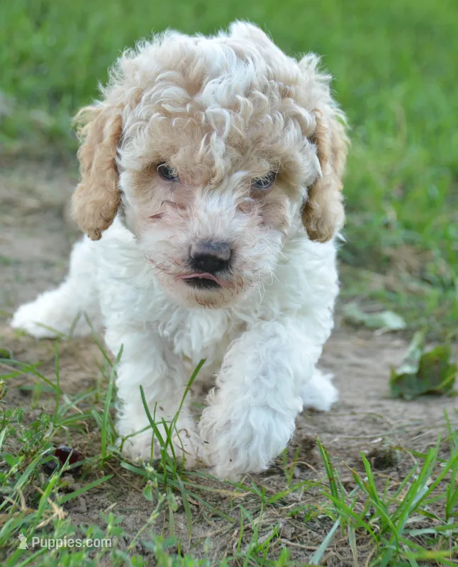 Clyde Cavapoo ML 3-2 – Cavapoo puppy for sale in Kendallville, IN