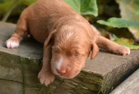 Anna Mini Cockapoo F3, a male Cockapoo for sale in Kendallville, IN – 2 of 2