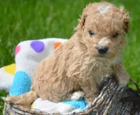 Max Maltipoo ML1, a male Maltipoo for sale in Kendallville, IN – 1 of 2