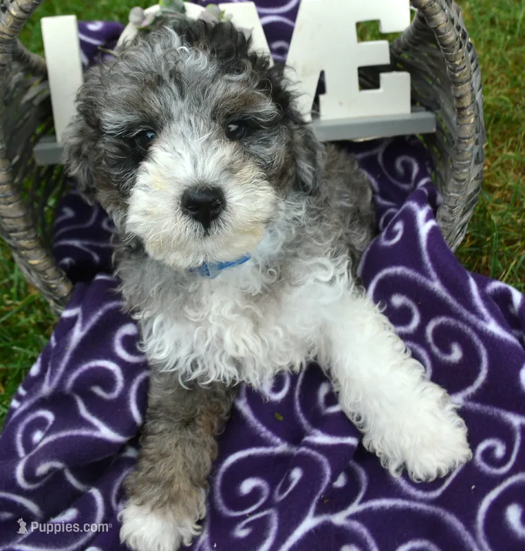 Barkley MBD ML2 – Bernedoodle puppy for sale in Kendallville, IN
