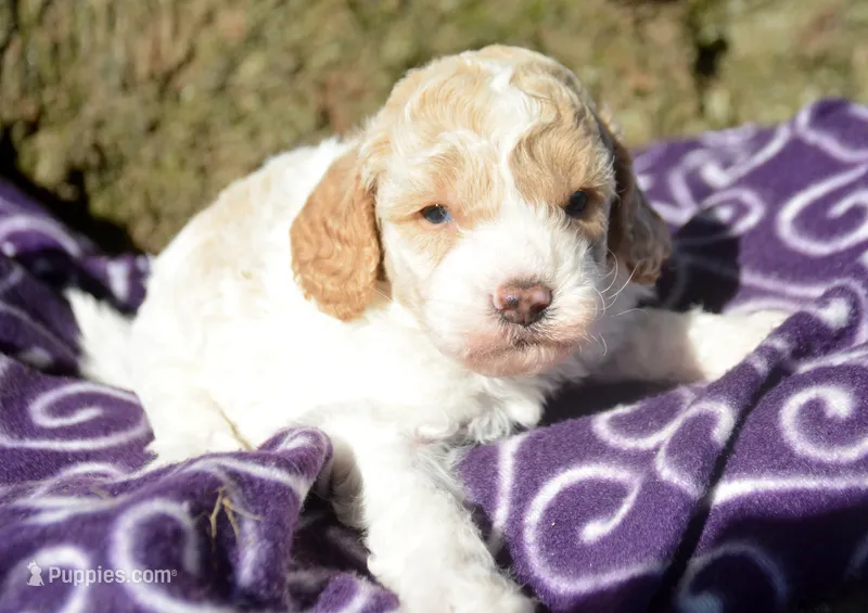 Clyde Cavapoo ML 3-2 – Cavapoo puppy for sale in Kendallville, IN
