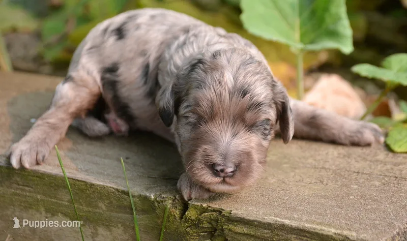 Amy Mini Cockapoo F5 – Cockapoo puppy for sale in Kendallville, IN