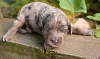 Amy Mini Cockapoo F5, a male Cockapoo for sale in Kendallville, IN – 1 of 2