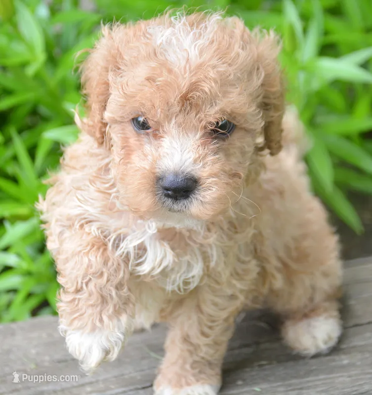 Max Maltipoo ML1 – Maltipoo puppy for sale in Kendallville, IN