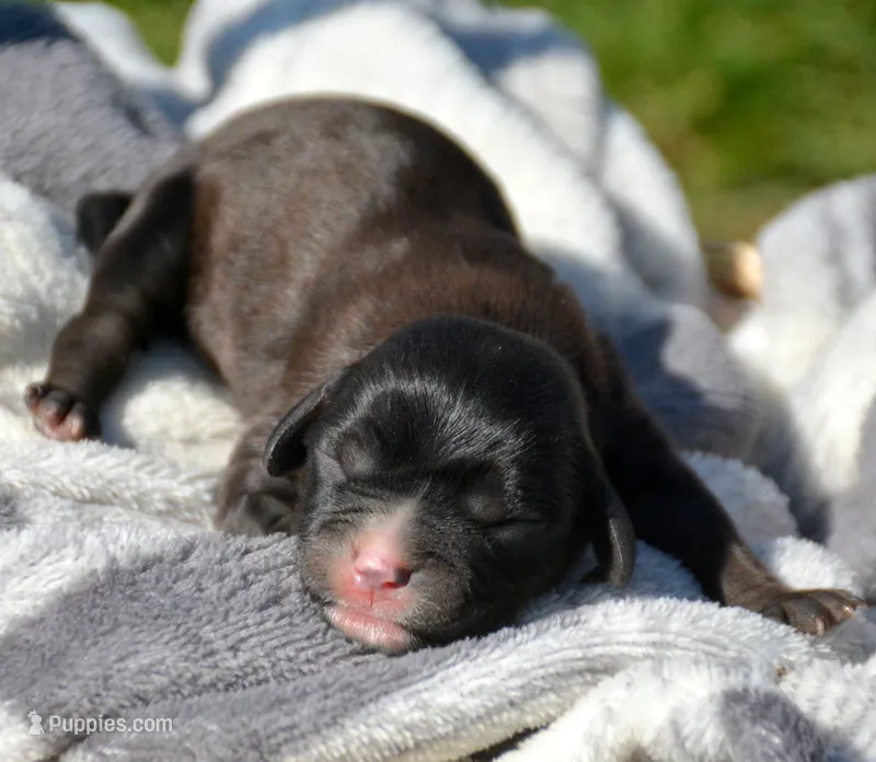 Chloe Cav Fm 4-6 – Cavapoo puppy for sale in Kendallville, IN