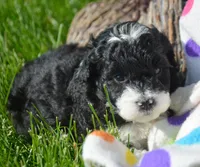 Bella Micro Bernedoodle, a female Bernedoodle for sale in Kendallville, IN – 2 of 2
