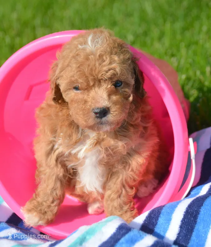 Mindi Maltipoo Fm 3 – Maltipoo puppy for sale in Kendallville, IN