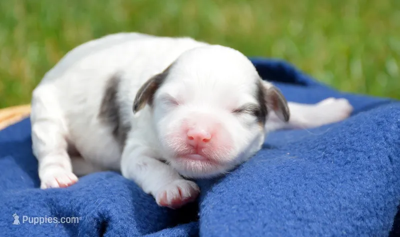 Brooke MBD FM6 – Bernedoodle puppy for sale in Kendallville, IN