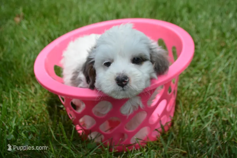 Brooke MBD FM6 – Bernedoodle puppy for sale in Kendallville, IN
