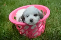 Brooke MBD FM6, a male Bernedoodle for sale in Kendallville, IN – 1 of 8