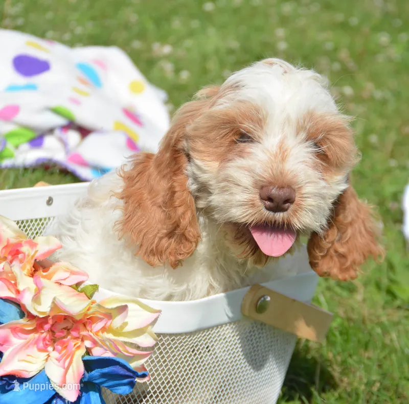 Carla Mini CP F2 – Cockapoo puppy for sale in Kendallville, IN