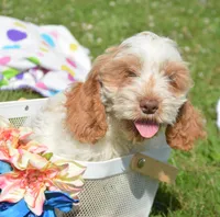 Carla Mini CP F2, a female Cockapoo for sale in Kendallville, IN – 1 of 10