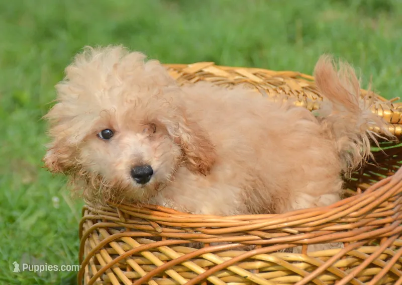 Chris Cavapoo M2 – Cavapoo puppy for sale in Kendallville, IN