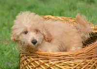 Chris Cavapoo M2, a male Cavapoo for sale in Kendallville, IN – 5 of 9