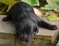 Ally Mini Cockapoo F4, a male Cockapoo for sale in Kendallville, IN – 2 of 2