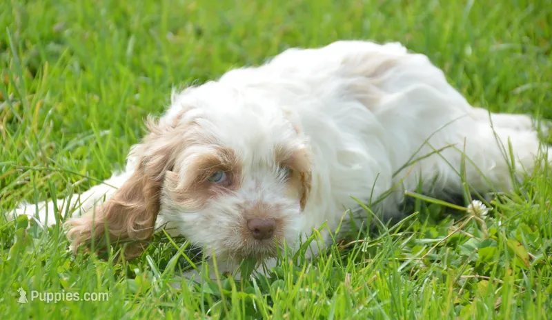 Carla Mini CP F2 – Cockapoo puppy for sale in Kendallville, IN